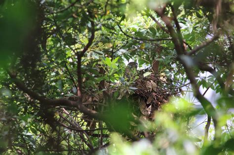 鳥巢位在大樹上是個什麼的家 土的行业有哪些